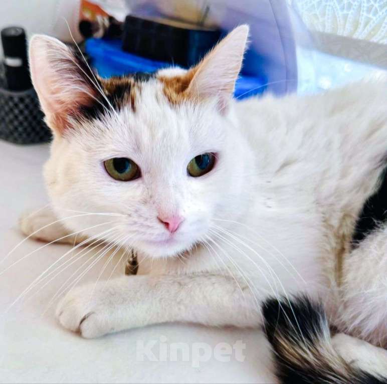 Кошки в Москве: Горошка грустит совсем одна Девочка, Бесплатно - фото 3