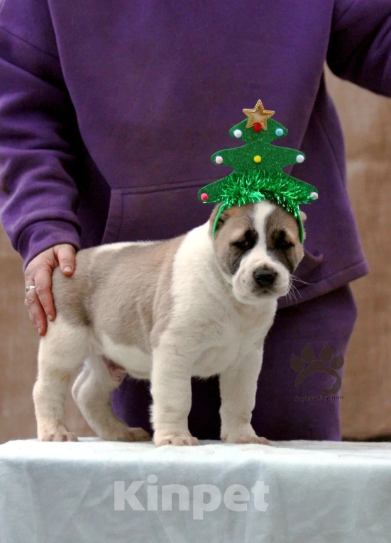 Собаки в других городах Московской области: Алабай - Азиат - САО Мальчик, 40 000 руб. - фото 4
