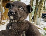 Собаки в Коломне: Малыш Молчун-философ ищет дом Мальчик, 100 руб. - фото 4