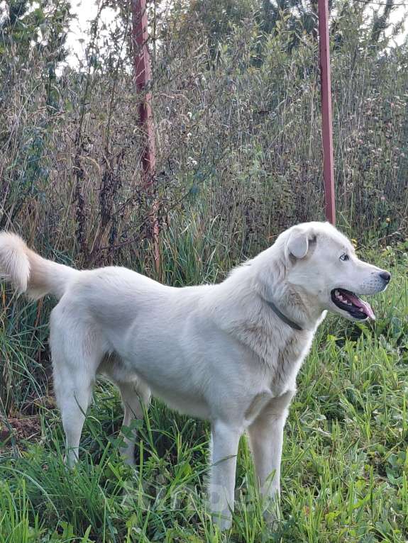 Собаки в Александрове: Продаю в самые надёжные руки и любящее сердце! Мальчик, 3 000 руб. - фото 4