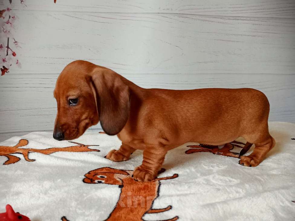 Собаки в Ростове-на-Дону: Щенок таксы миниатюрой Мальчик, 60 000 руб. - фото 1