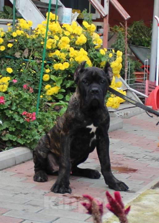 Собаки в Армавире:   мальчик кане корсо Мальчик, 40 000 руб. - фото 1