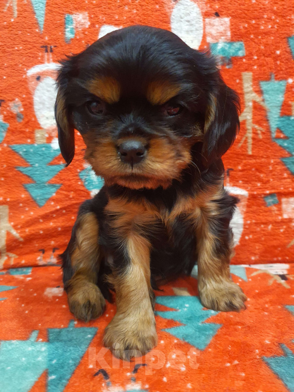 Собаки в других городах Московской области: Очаровательный щенок, ЭЛВИС ХАЙДИ МИН КОСМОС, мальчик, чёрно-подпалый, свободен для бронирования! Мальчик, 60 000 руб. - фото 5