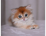 Кошки в Москве: Котенок британская золотая шиншилла Девочка, Бесплатно - фото 3