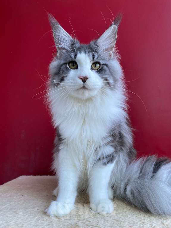 Кошки в Ростове-на-Дону: Патрик Мальчик, 30 000 руб. - фото 2