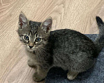 Кошки в Мытищах: Котенок 2 Мальчик, Бесплатно - фото 3