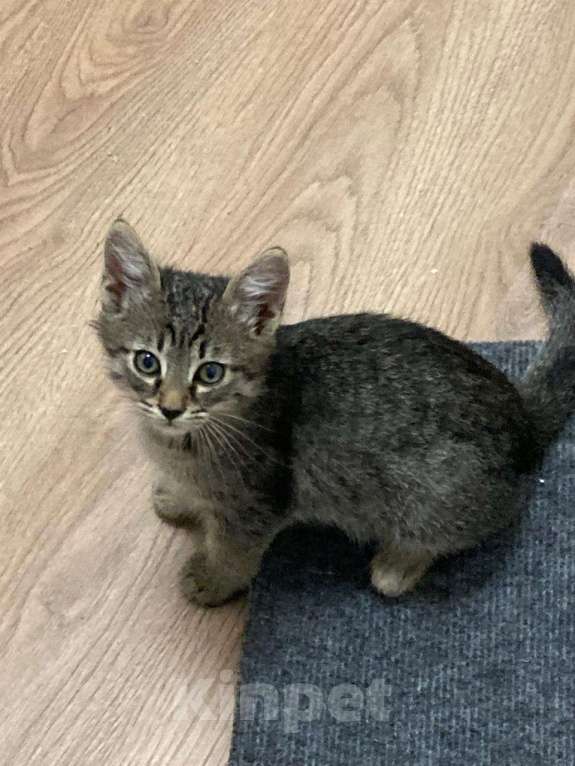 Кошки в Мытищах: Котенок 2 Мальчик, Бесплатно - фото 3