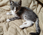 Кошки в Калуге: Котенок Шелдон Мальчик, Бесплатно - фото 1