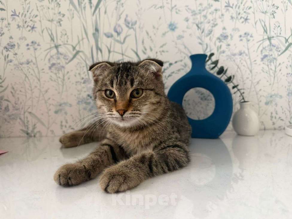 Кошки в Москве: Очаровательный Валли ищет семью  Мальчик, Бесплатно - фото 1