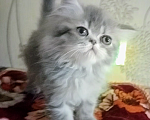 Кошки в Краснодаре: Персидские котята  Девочка, 3 000 руб. - фото 6