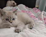 Кошки в Ростове-на-Дону: Шотландец прямоухий Девочка, 5 000 руб. - фото 4