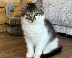 Кошки в Звенигороде: Котенок Мисси Девочка, Бесплатно - фото 3