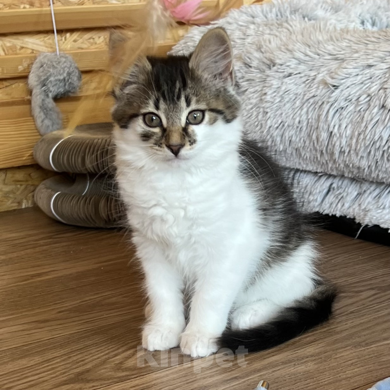 Кошки в Звенигороде: Котенок Мисси Девочка, Бесплатно - фото 3