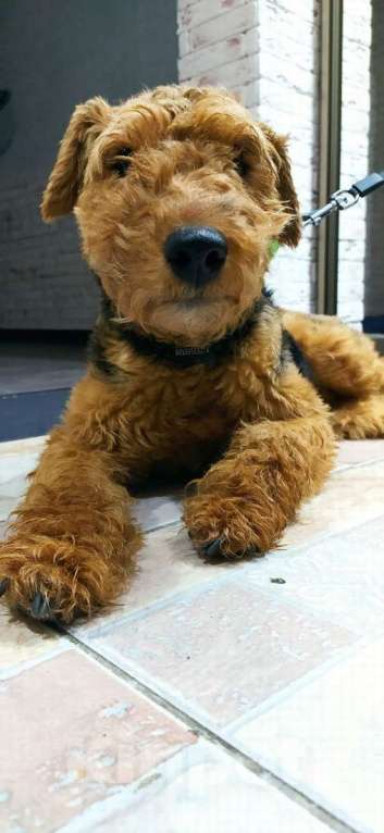 Собаки в Москве: Собака Руна - вельштерьер в добрые руки! Девочка, Бесплатно - фото 5