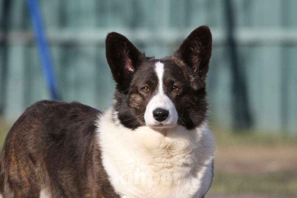 Собаки в Одинцово: Вельш корги кардиган -бесплатно Девочка, Бесплатно - фото 1