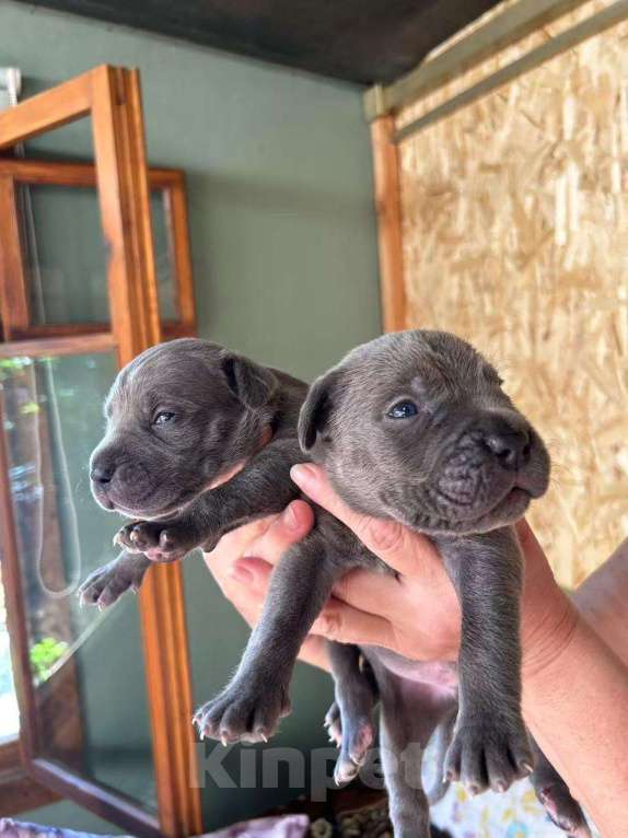 Собаки в Севастополе: Щенки кане корсо Мальчик, Бесплатно - фото 2