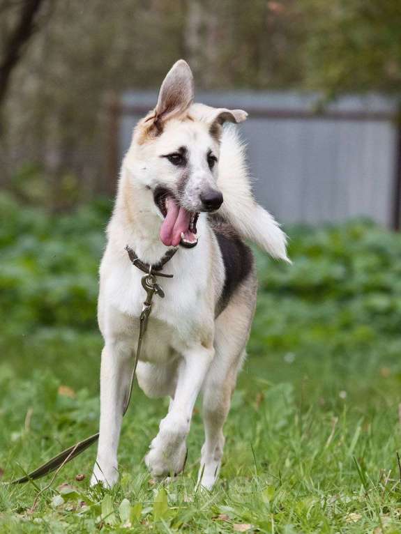 Собаки в других городах Московской области: Мирон якутенок Мальчик, Бесплатно - фото 3