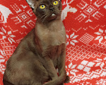 Кошки в Лыткарино: Бурманская  девочка с документами Девочка, 50 000 руб. - фото 2