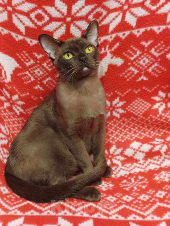 Кошки в Лыткарино: Бурманская  девочка с документами Девочка, 50 000 руб. - фото 2