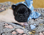 Собаки в Москве: Французский бульдог чёрный окрас мальчик Мальчик, 50 000 руб. - фото 5