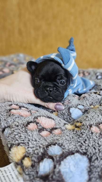 Собаки в Москве: Французский бульдог чёрный окрас мальчик Мальчик, 50 000 руб. - фото 5