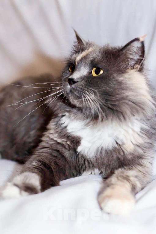 Кошки в Москве: Пушистая кошечка Таис ищет семью, в добрые руки Девочка, Бесплатно - фото 4