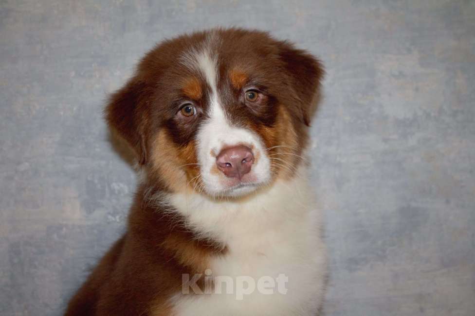 Собаки в других городах Московской области: Австралийская овчарка Мальчик, 50 000 руб. - фото 2