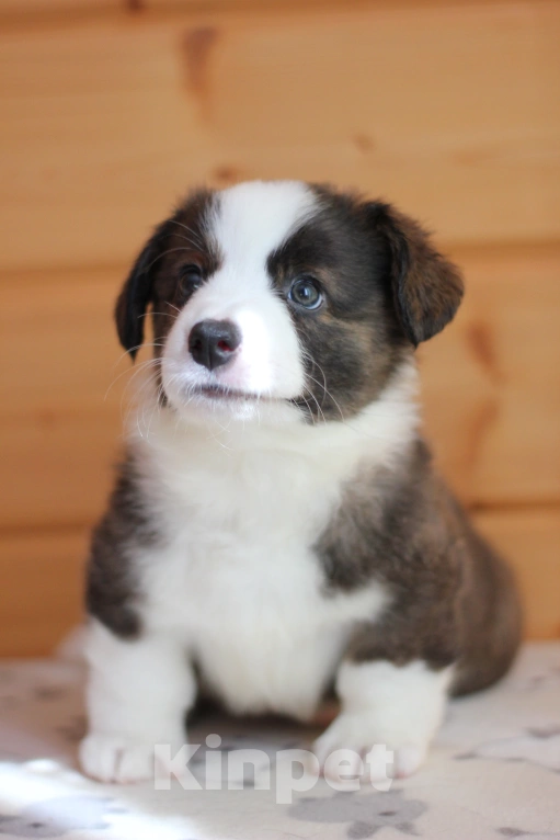 Собаки в Симферополе: Щенки вельш корги кардиган мальчики Мальчик, 50 000 руб. - фото 2