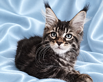 Кошки в Владимире: Котята мейн-кун Девочка, 85 000 руб. - фото 7