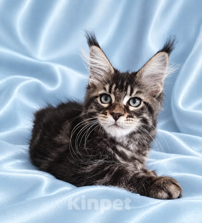 Кошки в Владимире: Котята мейн-кун Девочка, 85 000 руб. - фото 7