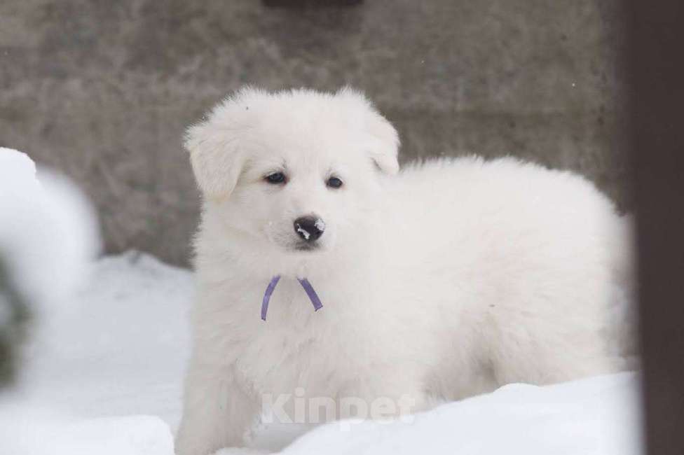 Собаки в Москве: Отдадим щенка белой швейцарской овчарки 2 месяца в хорошие руки Мальчик, 20 000 руб. - фото 1