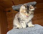 Кошки в Краснодаре: Котёнок породы мейн-кун Девочка, 20 000 руб. - фото 2