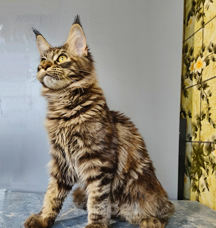 Кошки в Москве: Котёнок Мейн-кун Девочка Девочка, 39 000 руб. - фото 2