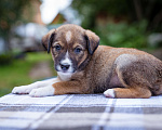 Собаки в Солнечногорске: Щенок в дар Мальчик, Бесплатно - фото 4
