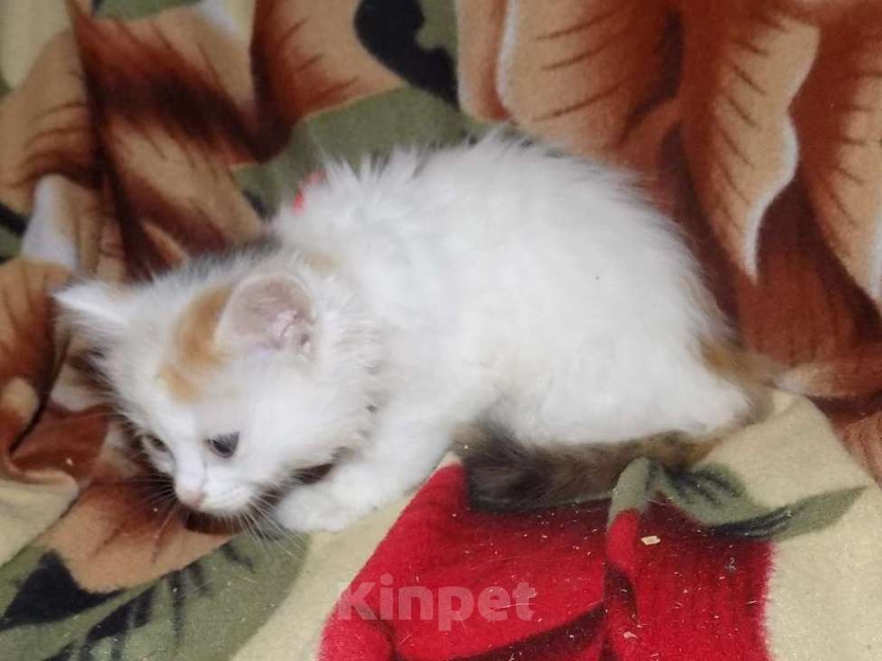 Кошки в Москве: Котята турецкий ван Девочка, 10 000 руб. - фото 1