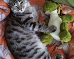 Кошки в Самаре: Потерялся пацан Мальчик, Бесплатно - фото 3
