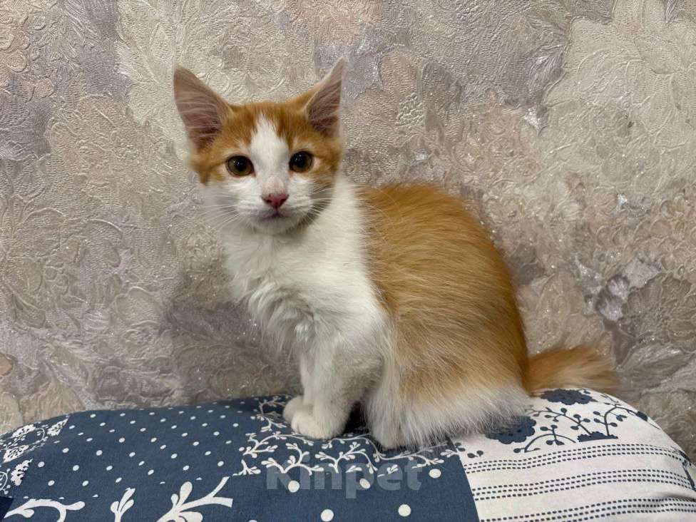 Кошки в Москве: Рыжий Лёвик. Котенок в добрые руки. Мальчик, Бесплатно - фото 3
