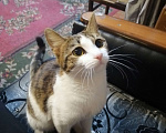 Кошки в Красноярске: Миникоты/котята Девочка, Бесплатно - фото 4