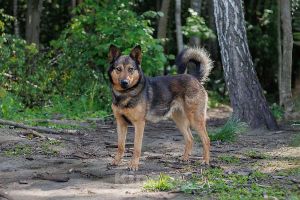 Собаки в других городах Московской области: Личи Девочка, Бесплатно - фото 3