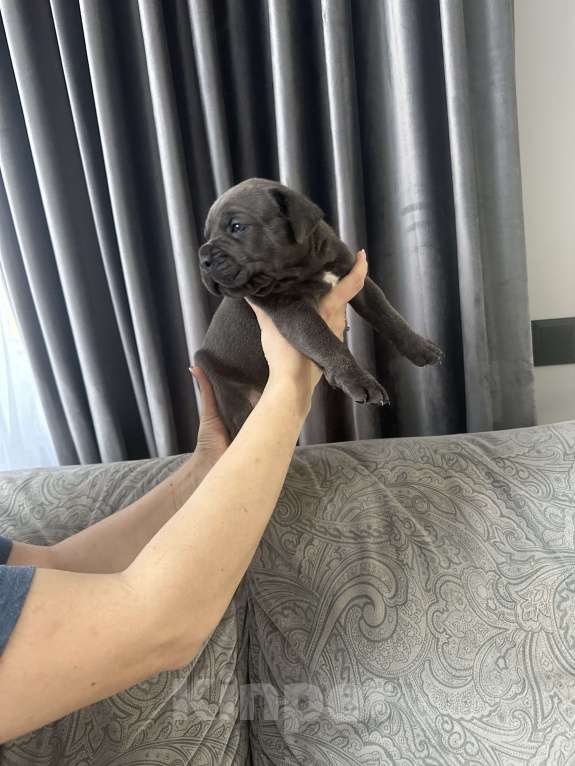 Собаки в других городах Московской области: Щенки Кане-корсо Мальчик, 45 000 руб. - фото 10