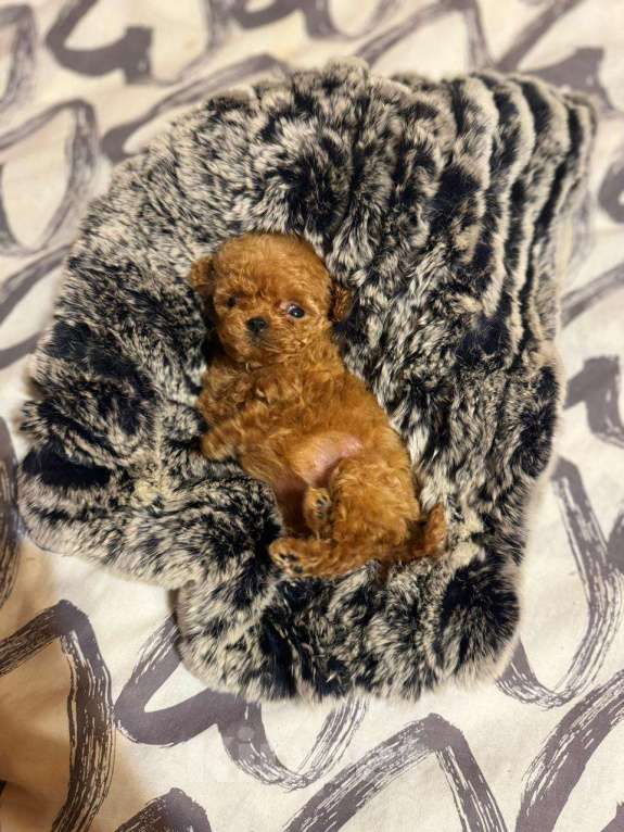 Собаки в Самаре: Кукольные мальтипу Девочка, 70 000 руб. - фото 3