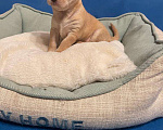 Собаки в Одинцово: Чихуахуа-  Роскошный  Парень Мальчик, 20 000 руб. - фото 1
