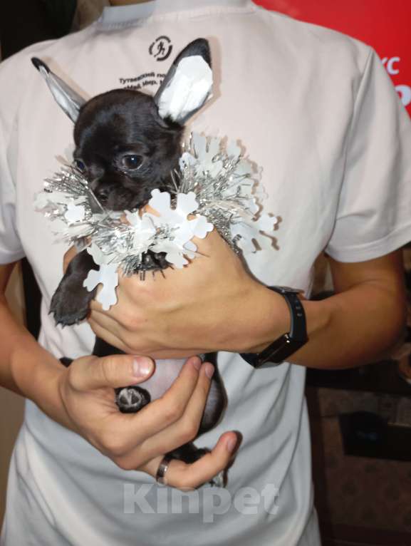 Собаки в Москве: Снежинка 1 Девочка, 30 000 руб. - фото 1