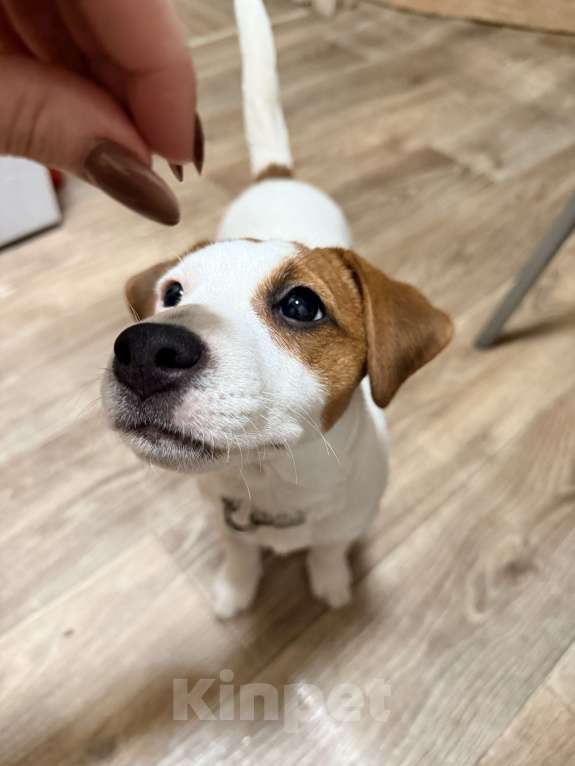 Собаки в Вятском Поляне: Продаю щенка Джек Рассел терьер девочка Девочка, 15 000 руб. - фото 6