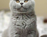 Кошки в Москве: Британские к/ш котята  Девочка, Бесплатно - фото 1