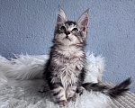 Кошки в Кудрово: Мейн-Кун котенок мальчик Мальчик, Бесплатно - фото 5