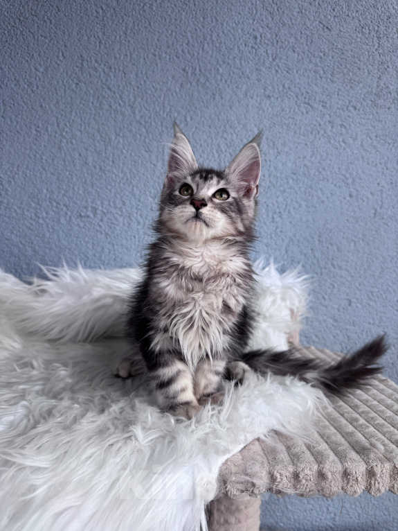 Кошки в Кудрово: Мейн-Кун котенок мальчик Мальчик, Бесплатно - фото 5