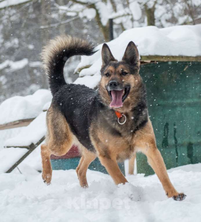Собаки в Москве: Таверне нужен дом  Девочка, Бесплатно - фото 2