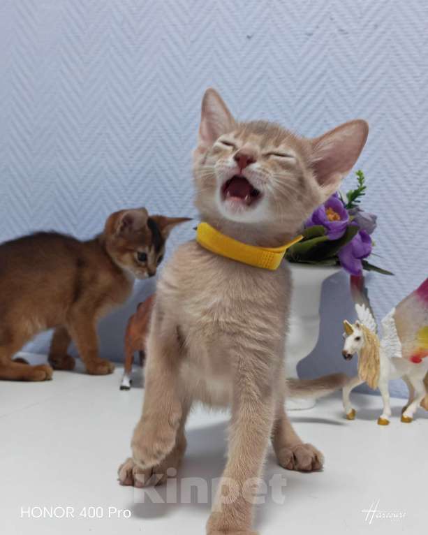 Кошки в Москве: Абиссинские котята  Девочка, 45 000 руб. - фото 7