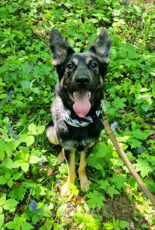 Собаки в Москве: Марта вам не подходит? Девочка, Бесплатно - фото 2